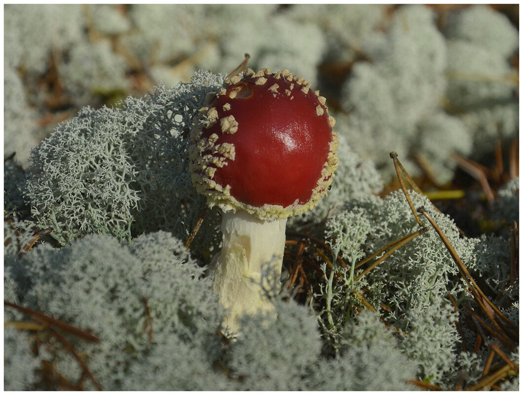 Дары леса - Aleksandr Gal