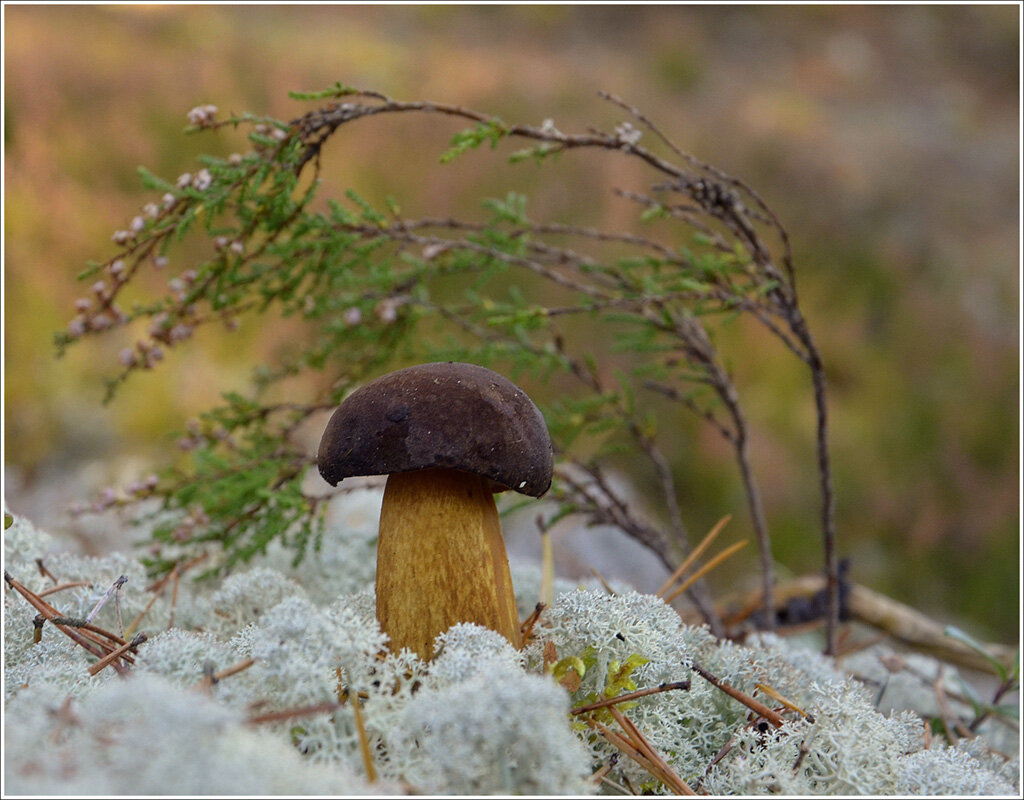 Поддубник - Aleksandr Gal