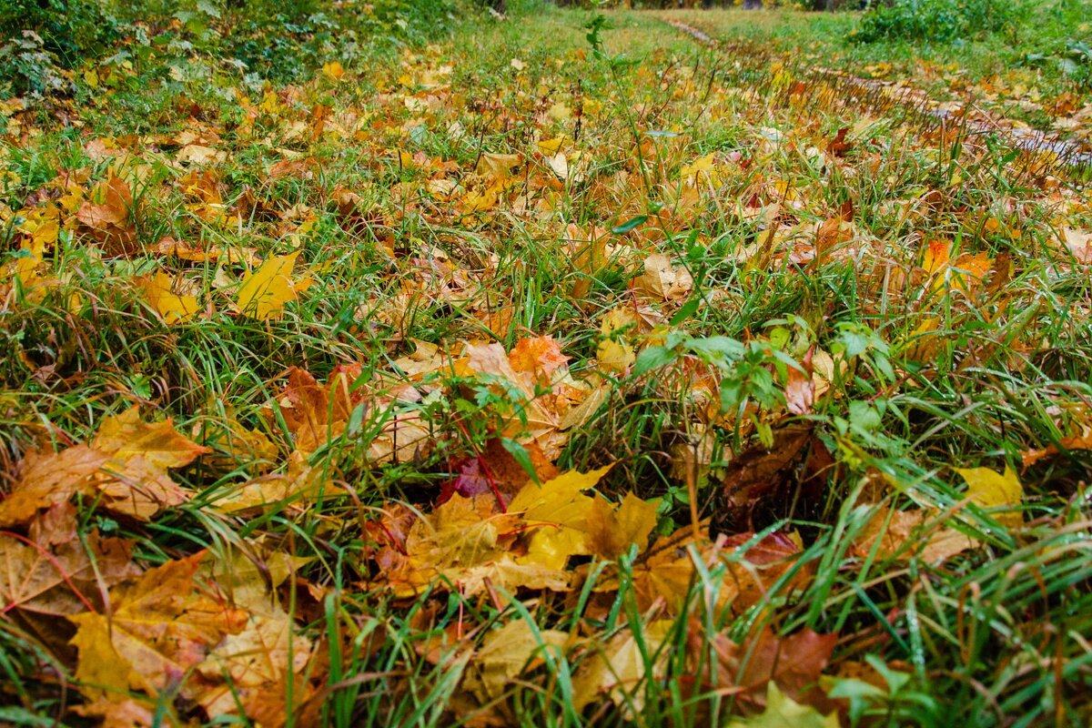 Зажелтело - Галина Ложечникова