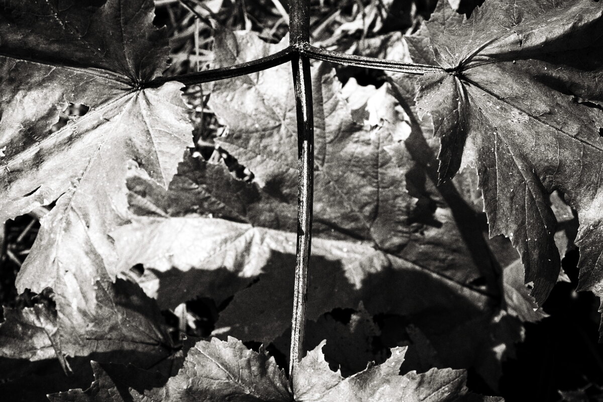 Фотография - Денис Безногов