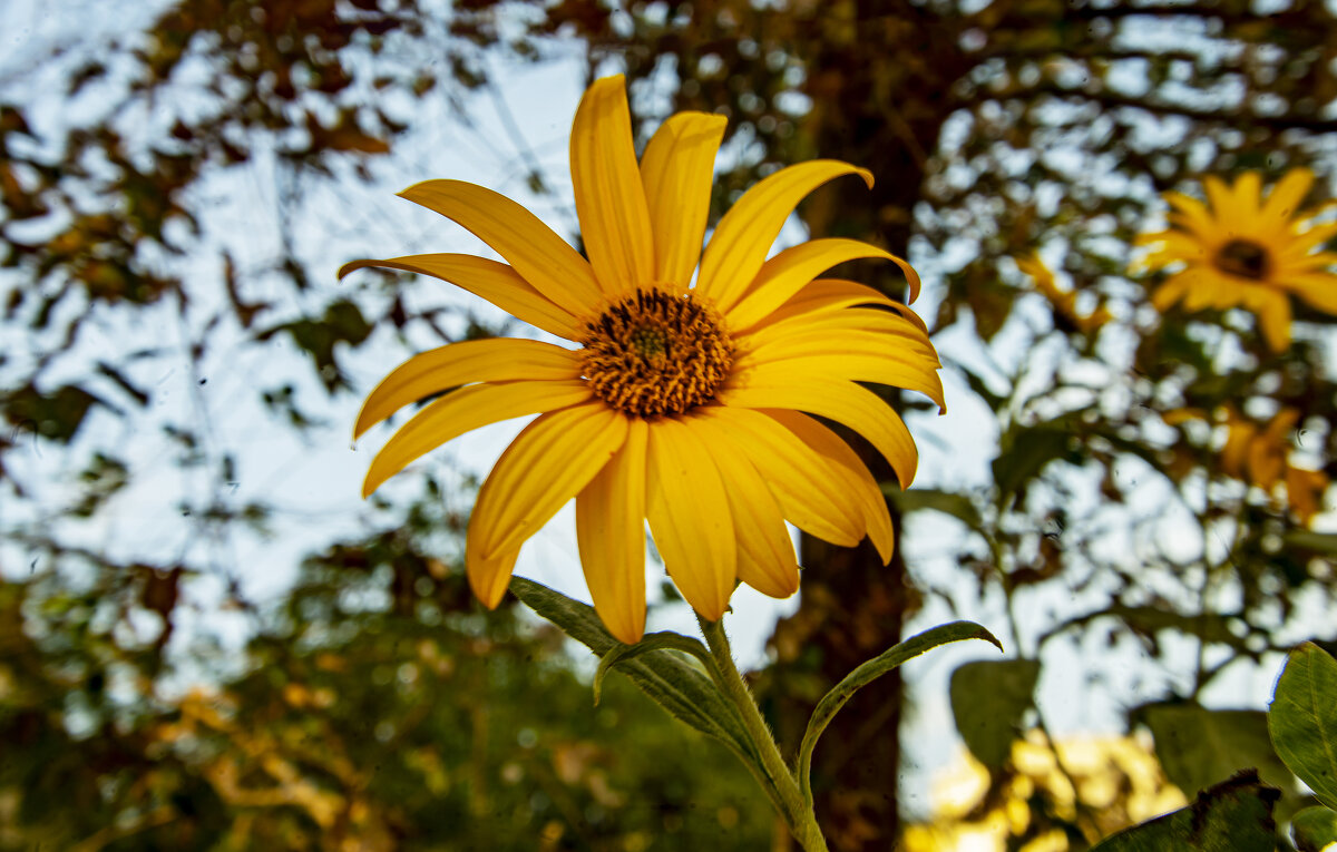 Жёлтый - Анатолий Чикчирный Жёлтый - Анатолий Чикчирный