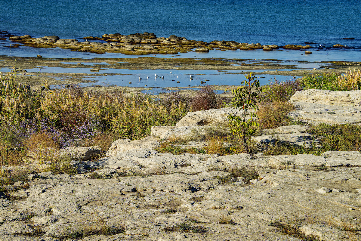 Берег - Анатолий Чикчирный