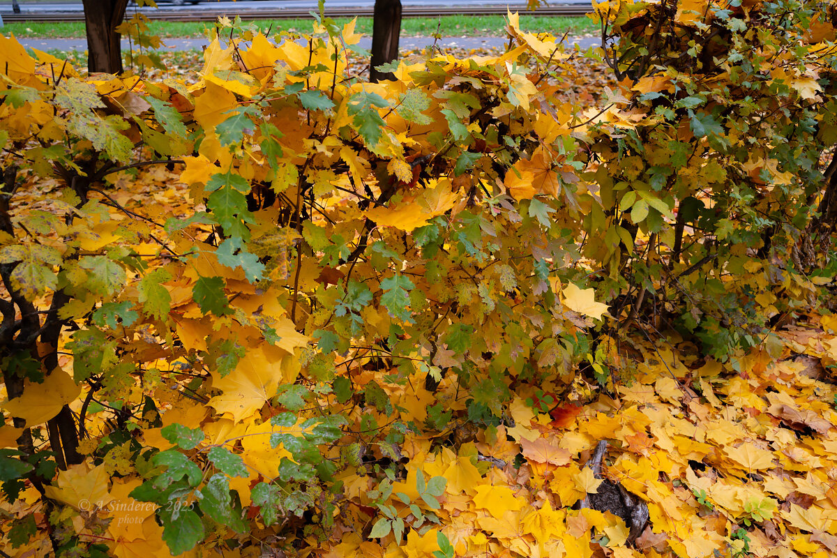 Опавшая листва на кустах - Александр Синдерёв
