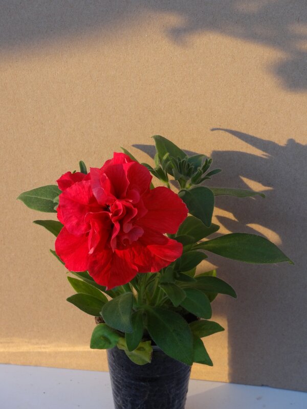 ОДИНОЧНЫЙ ЦВЕТОК - СЕРГЕЙ ФИЛОЧКИН