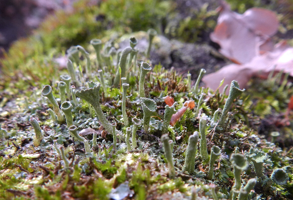 инопланетное - Лера 