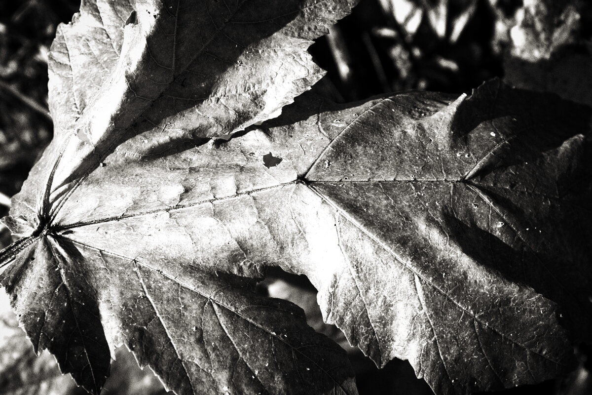 Фотография - Денис Безногов