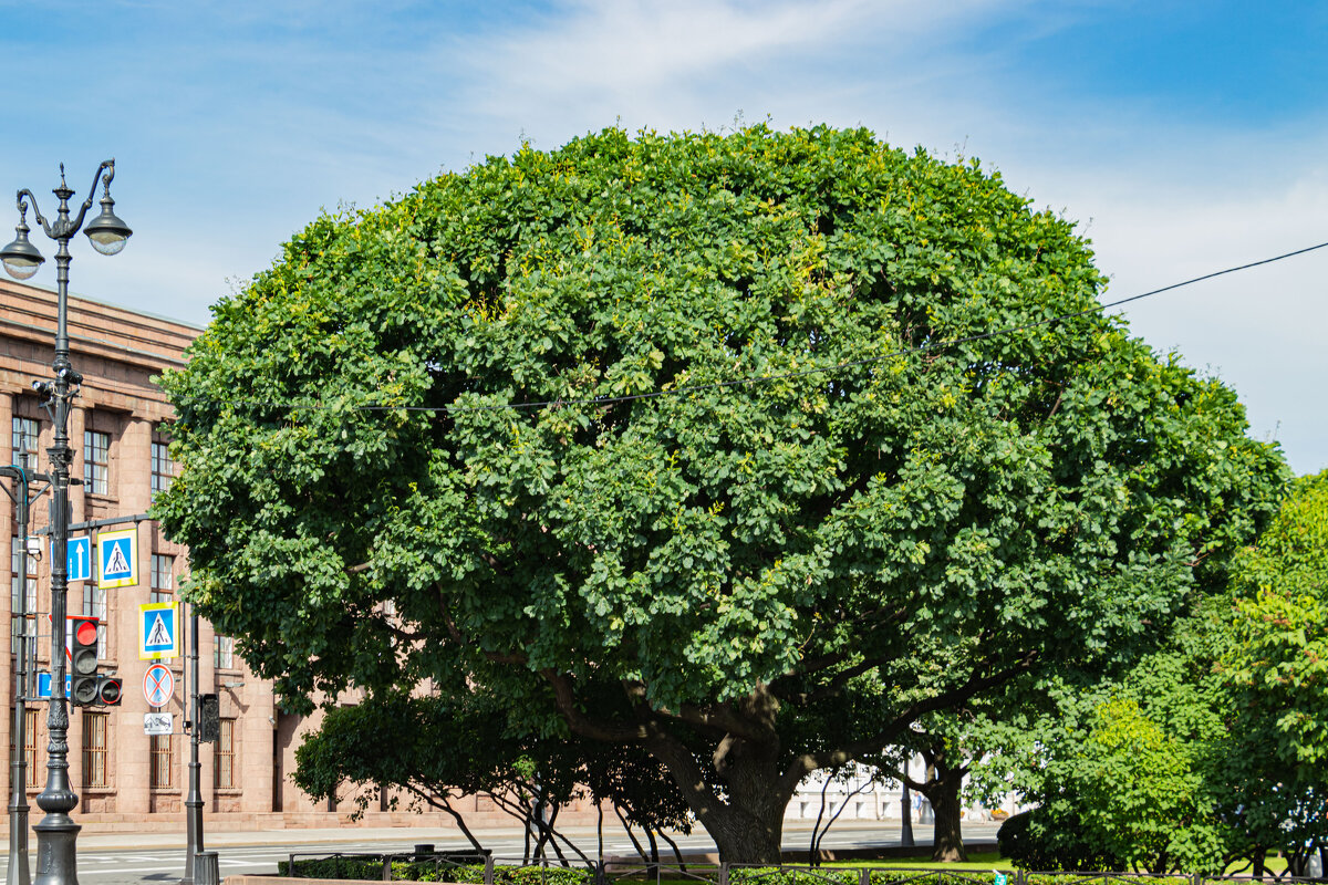 великан... - navalon M