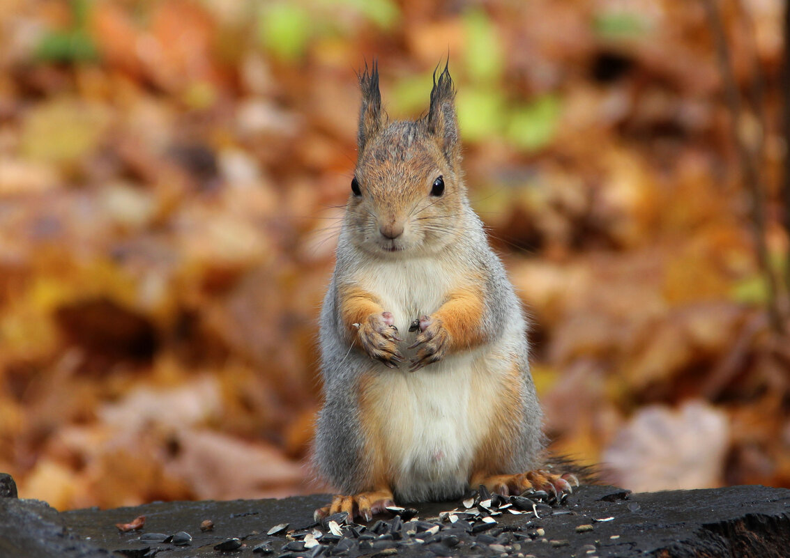Белочка в октябре - Ната Волга