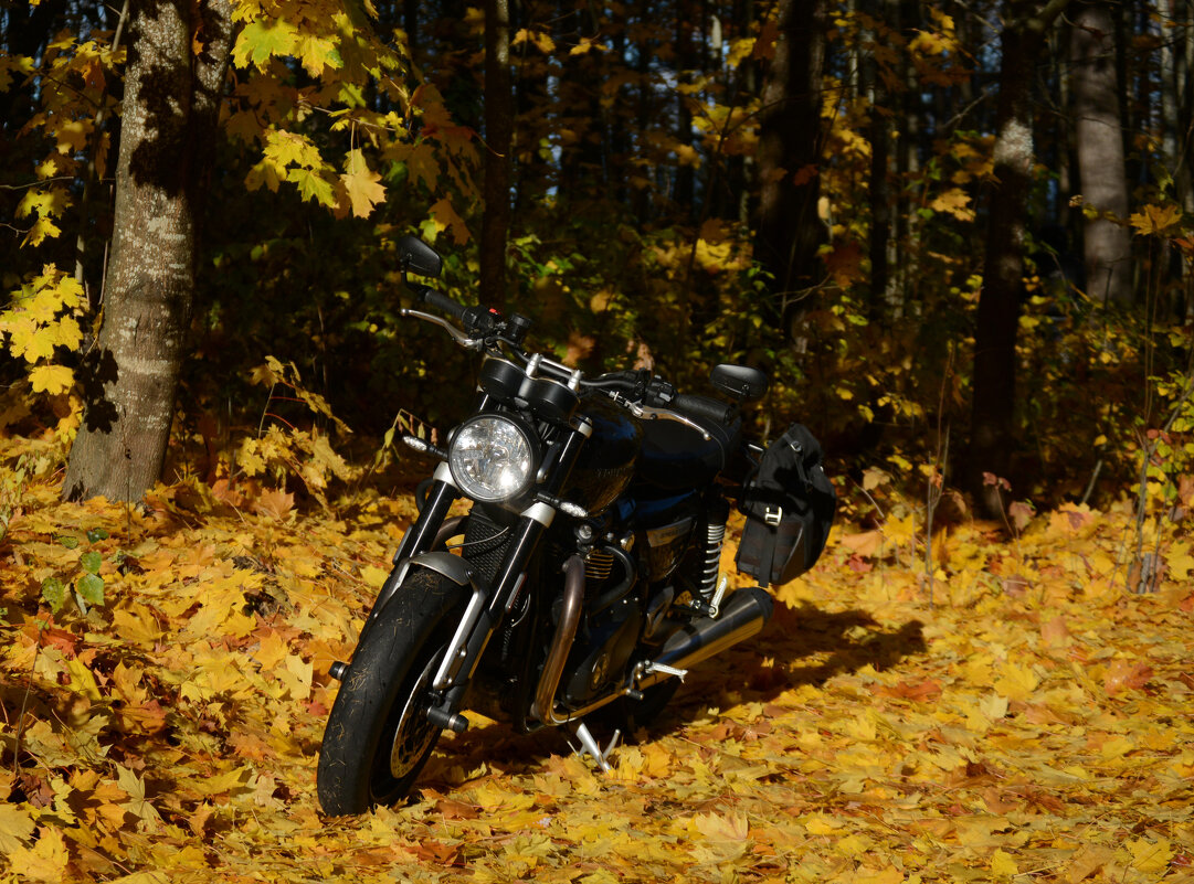 Мотик - Елена K Мотик - Елена K