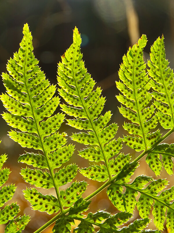 Папоротник - Татьяна Венцель