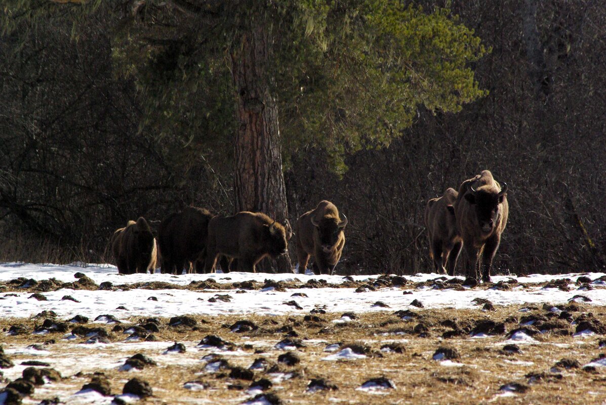 Зимняя прогулка ... - Андрей Любимов