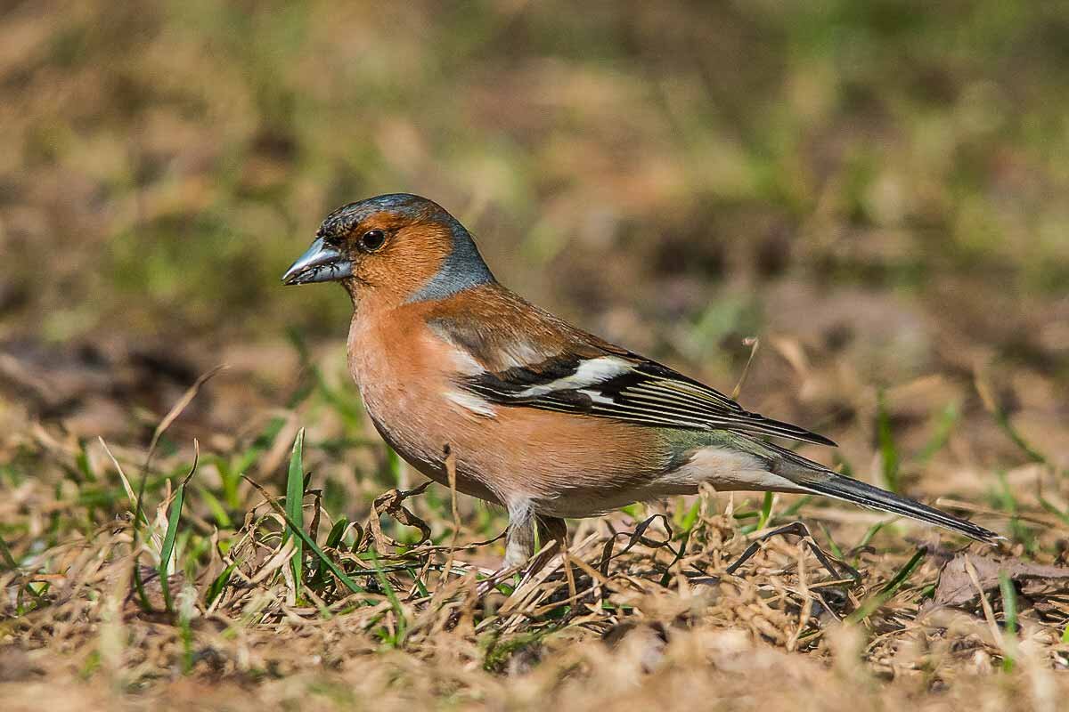 Зяблик. - Nik Lovec