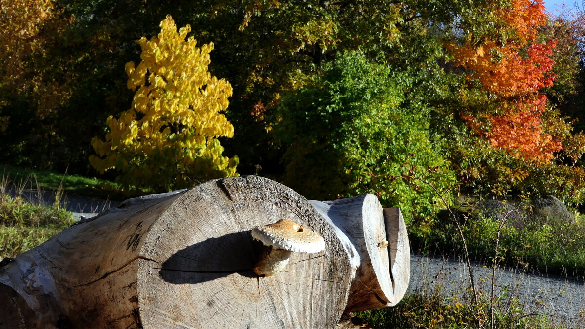 У осеннего парка. От забытых качелей Виновато и шатко В голубую метель Убегает лошадка. - "The Natural World" Александер
