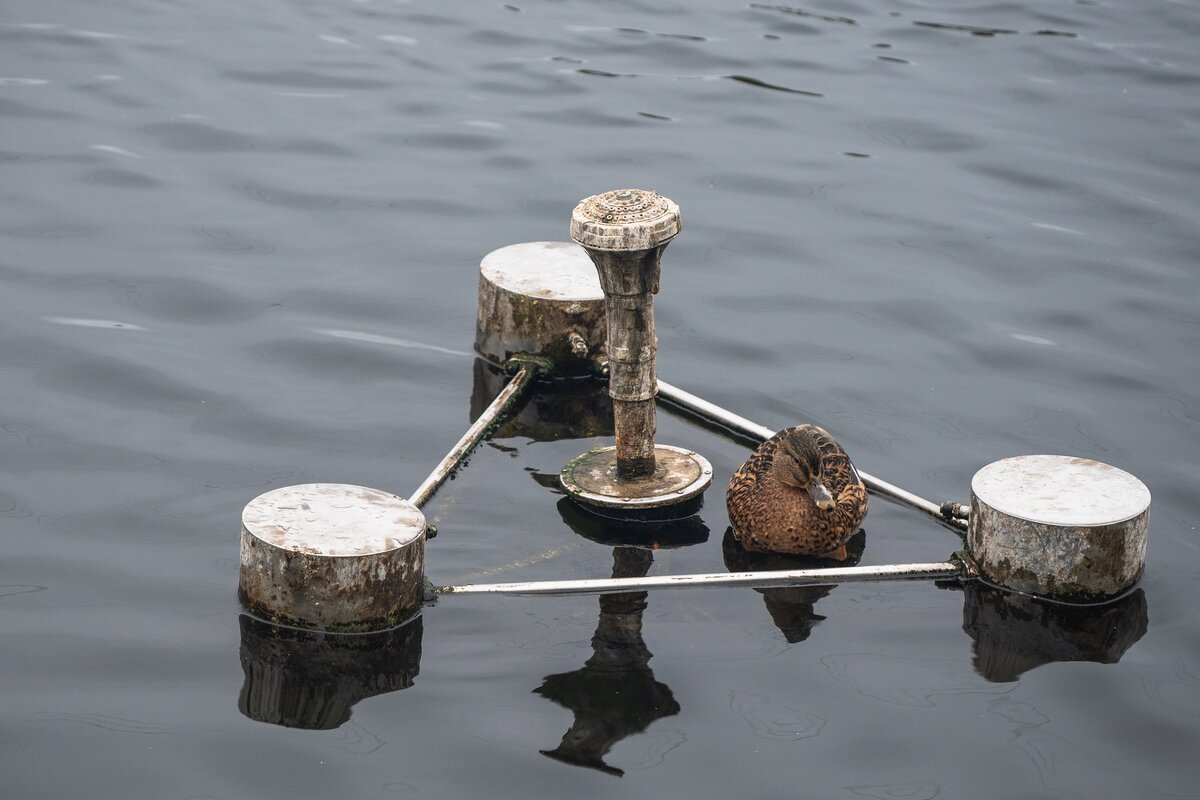 Уточка. - Виктор Евстратов Уточка. - Виктор Евстратов