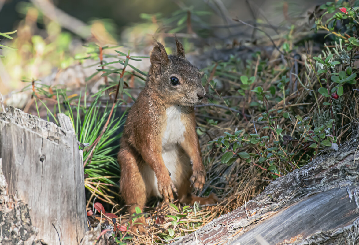 Белка гопник - Игорь Шабалин