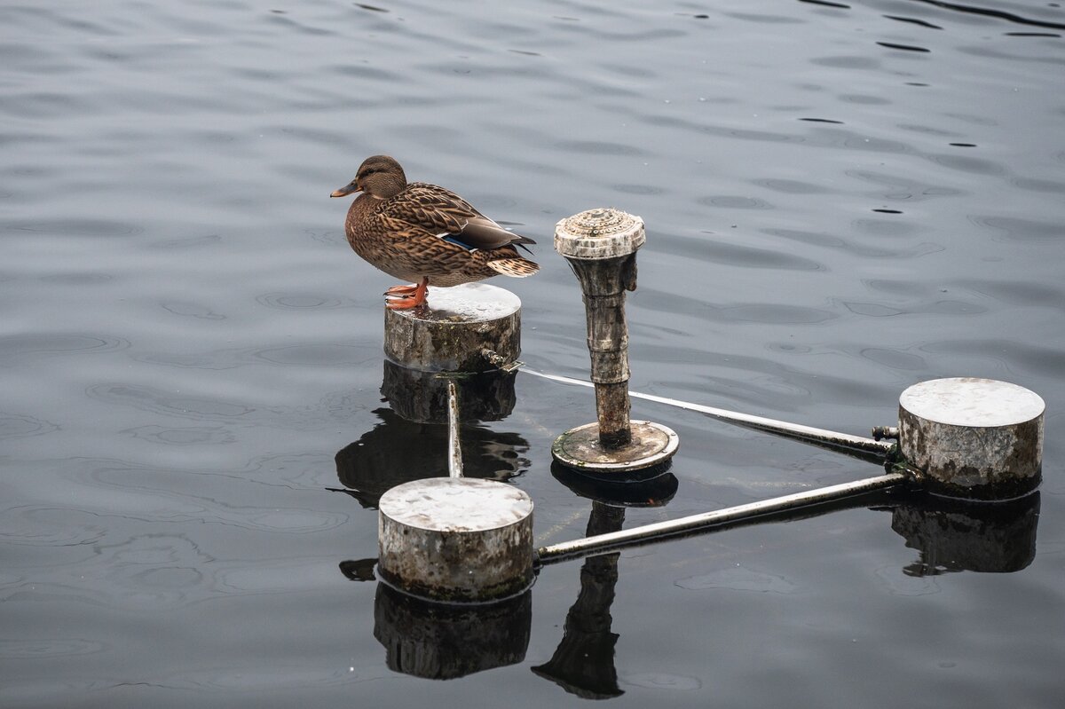Уточка на фонтане. - Виктор Евстратов Уточка на фонтане. - Виктор Евстратов