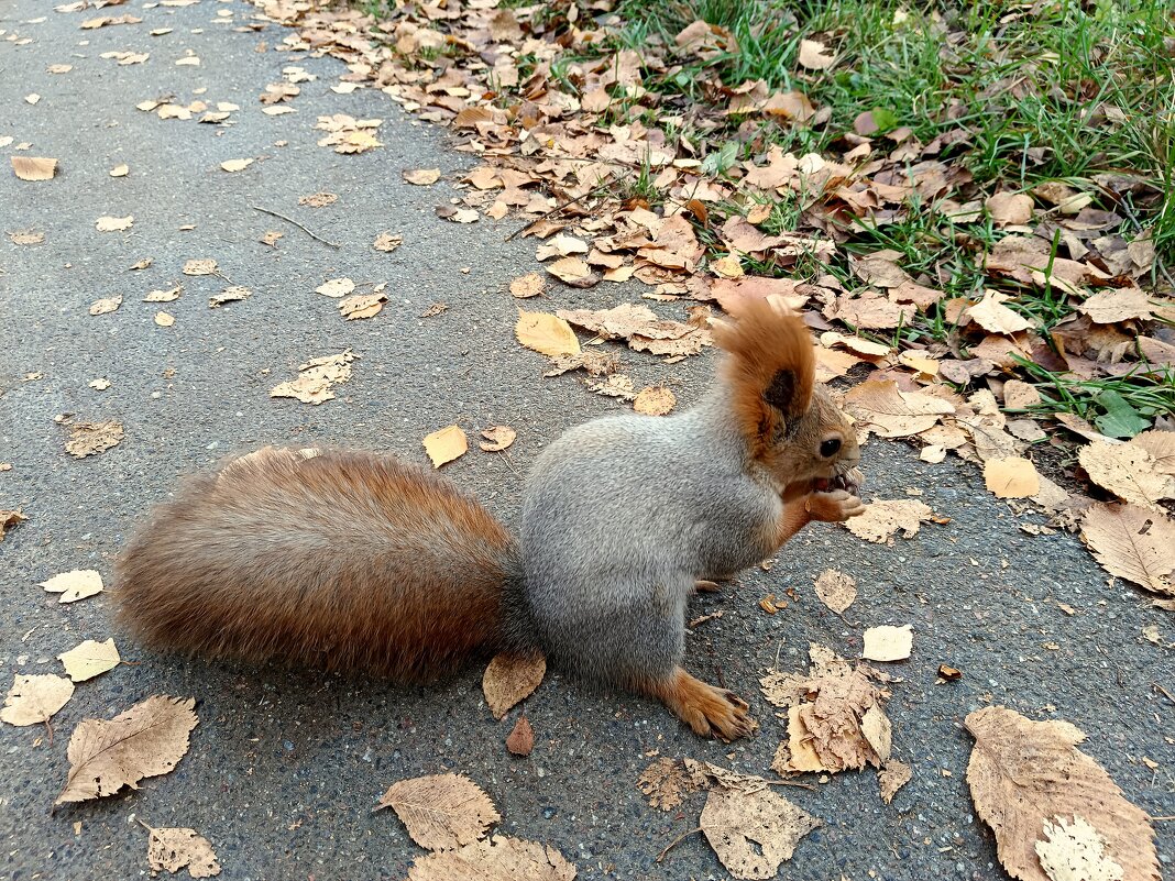 Встреча с белкой в парке - Мария Васильева