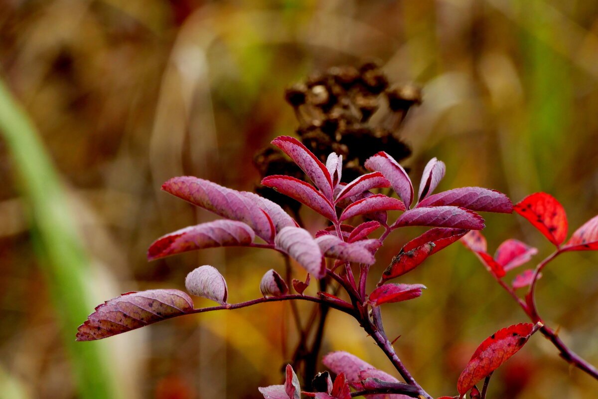 вчерашняя осень 1 - Александр Прокудин вчерашняя осень 1 - Александр Прокудин