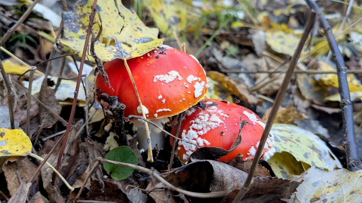 вчерашняя осень 3 - Александр Прокудин