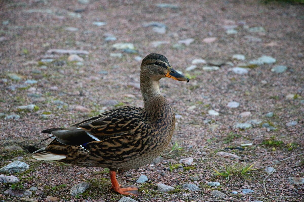 Утка - Наталья Герасимова