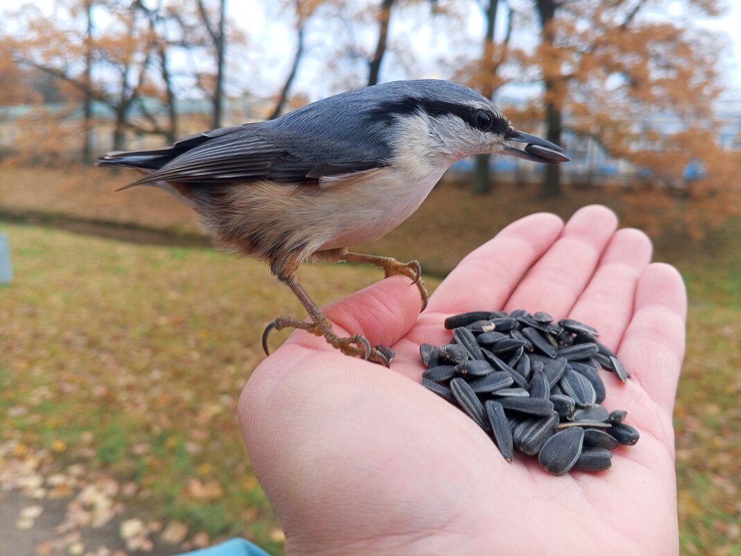 Поползень - Сапсан 