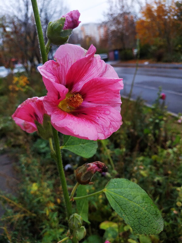 Осенние цветы - Андрей Лукьянов