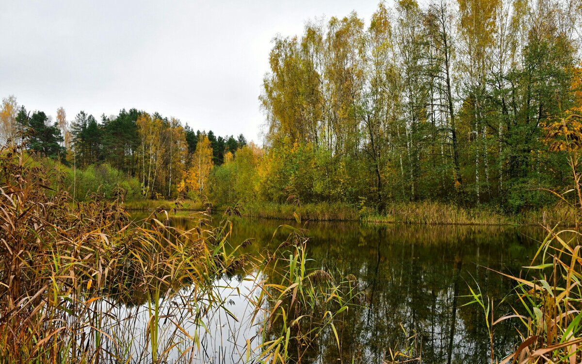 Природа Смоленщины в октябре. - Милешкин Владимир Алексеевич 