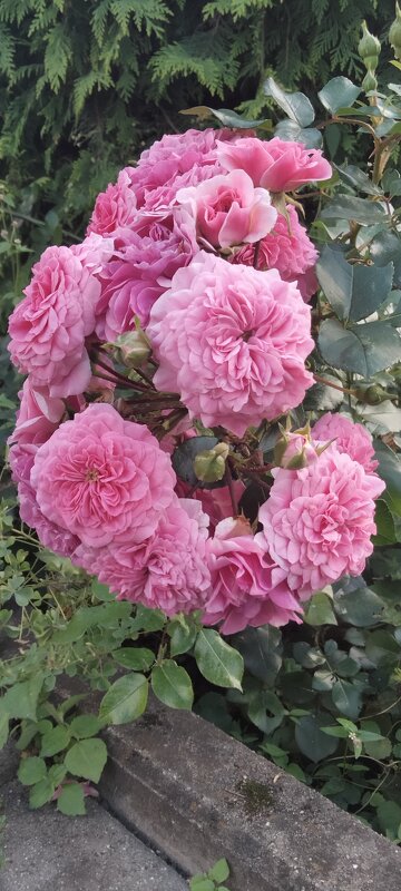 в монастырском саду - Галина R...