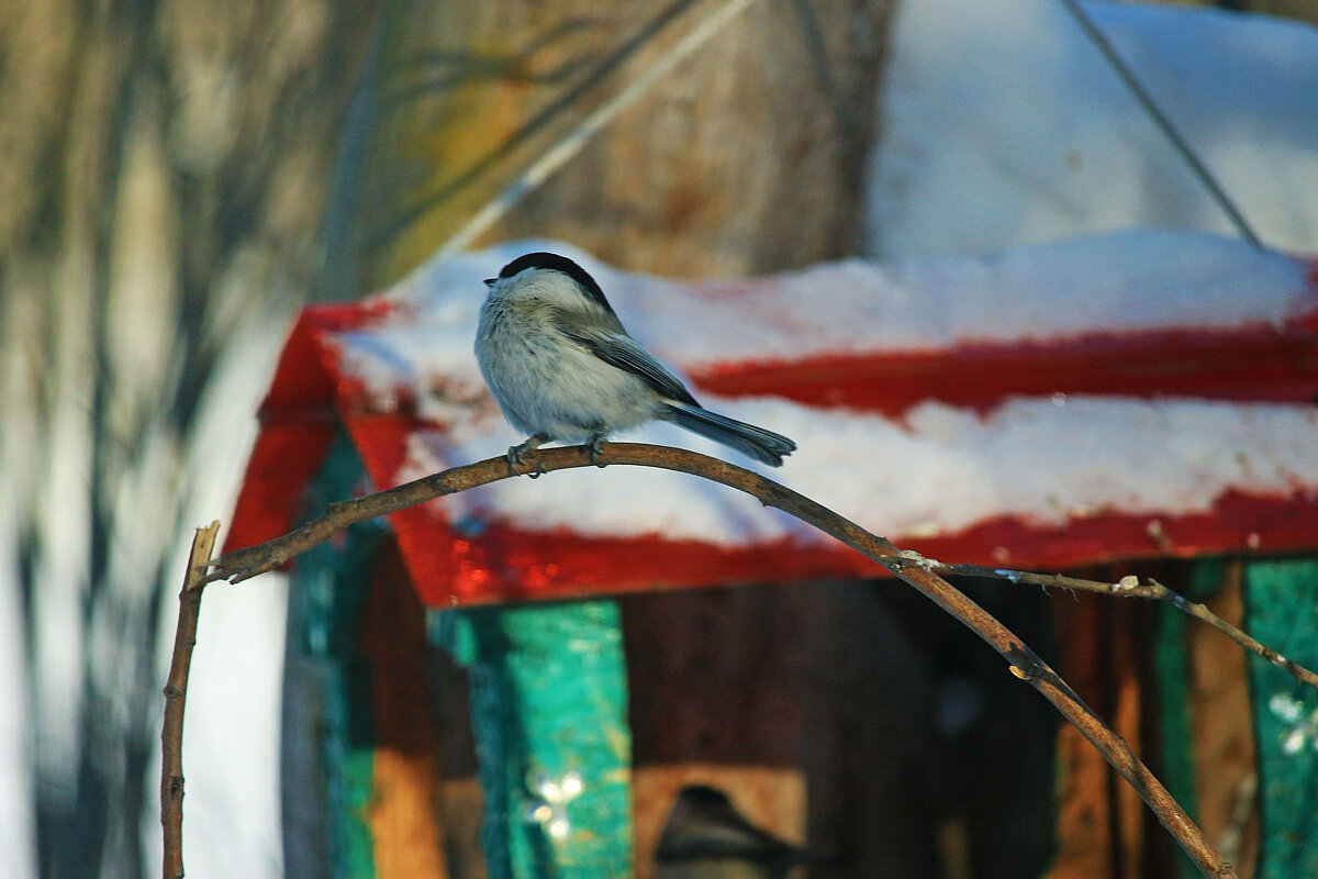 Пичужка на птичьей кормушке! - Владимир 