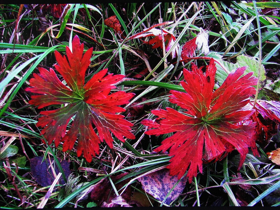 Словно цветочки - Людмила Смородинская