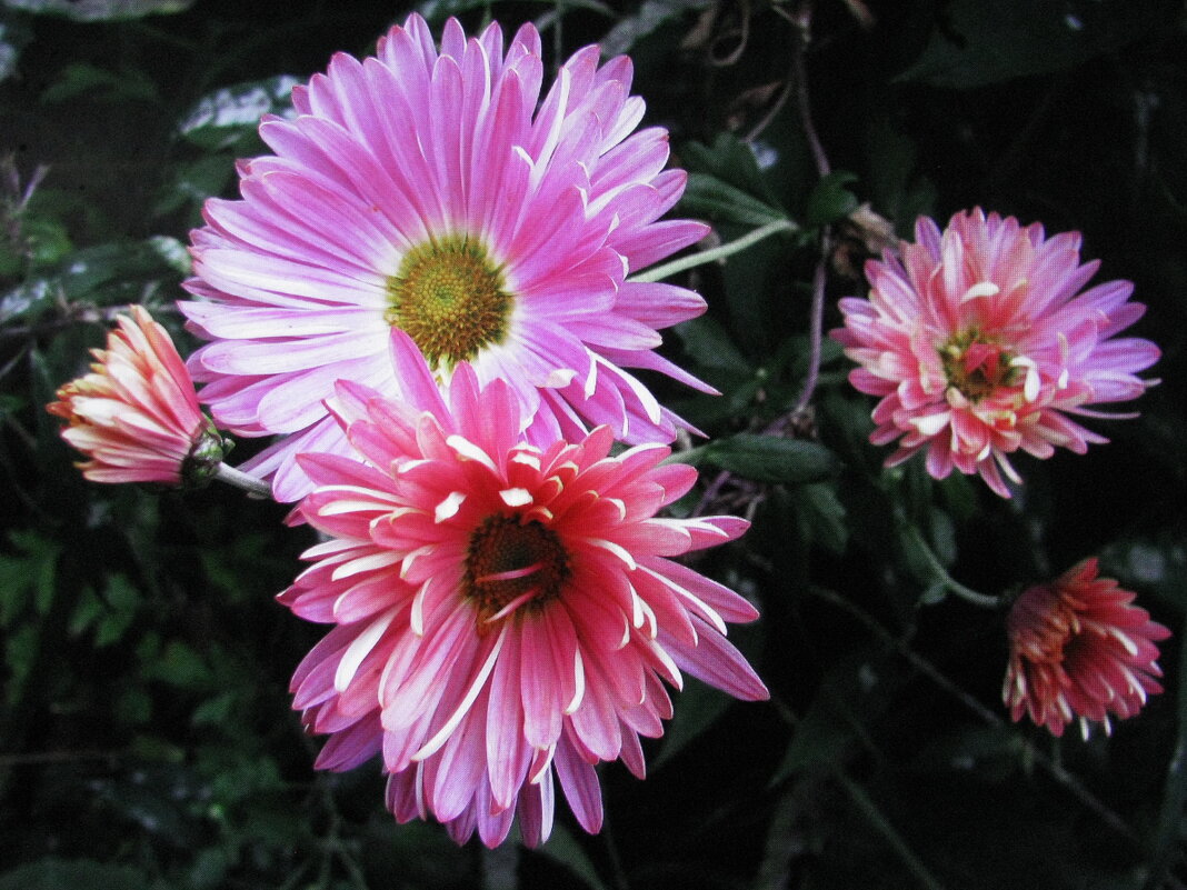 Красавицы - Людмила Смородинская