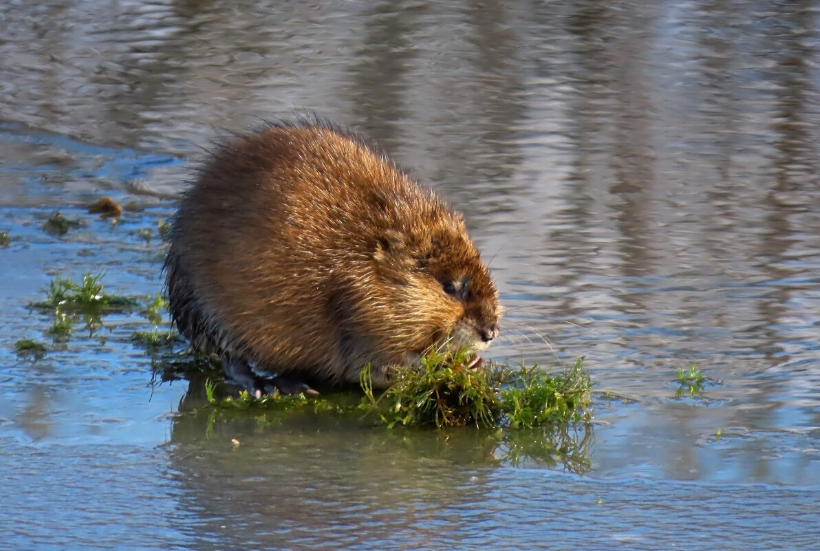 Ондатра - Valentina K