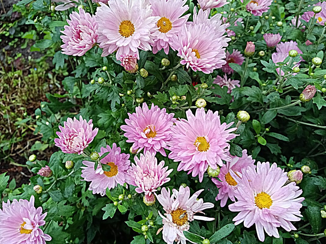 Цветы. - Владимир Драгунский