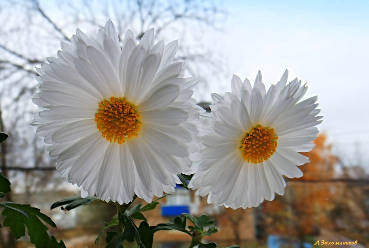 А за окном последняя неделя октября.. - Андрей Заломленков