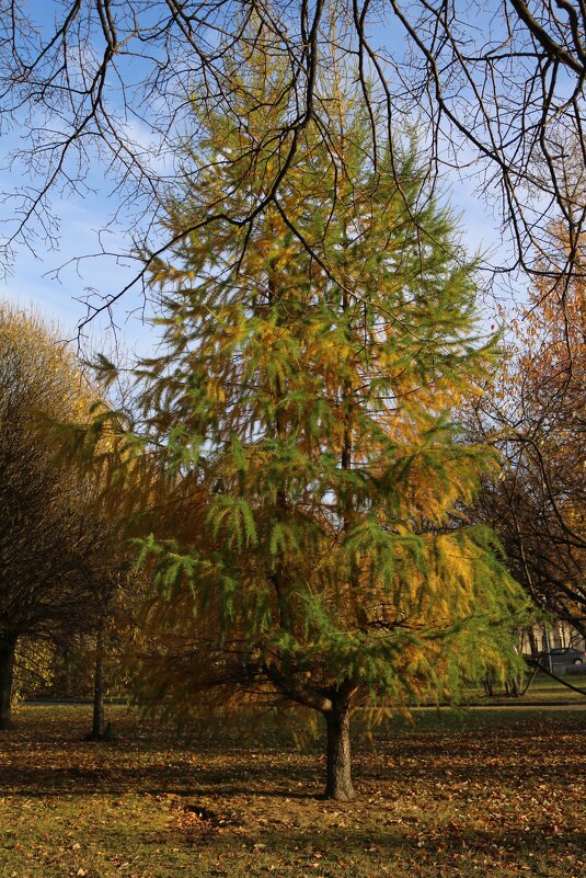 В осенних платьицах - Ольга В осенних платьицах - Ольга