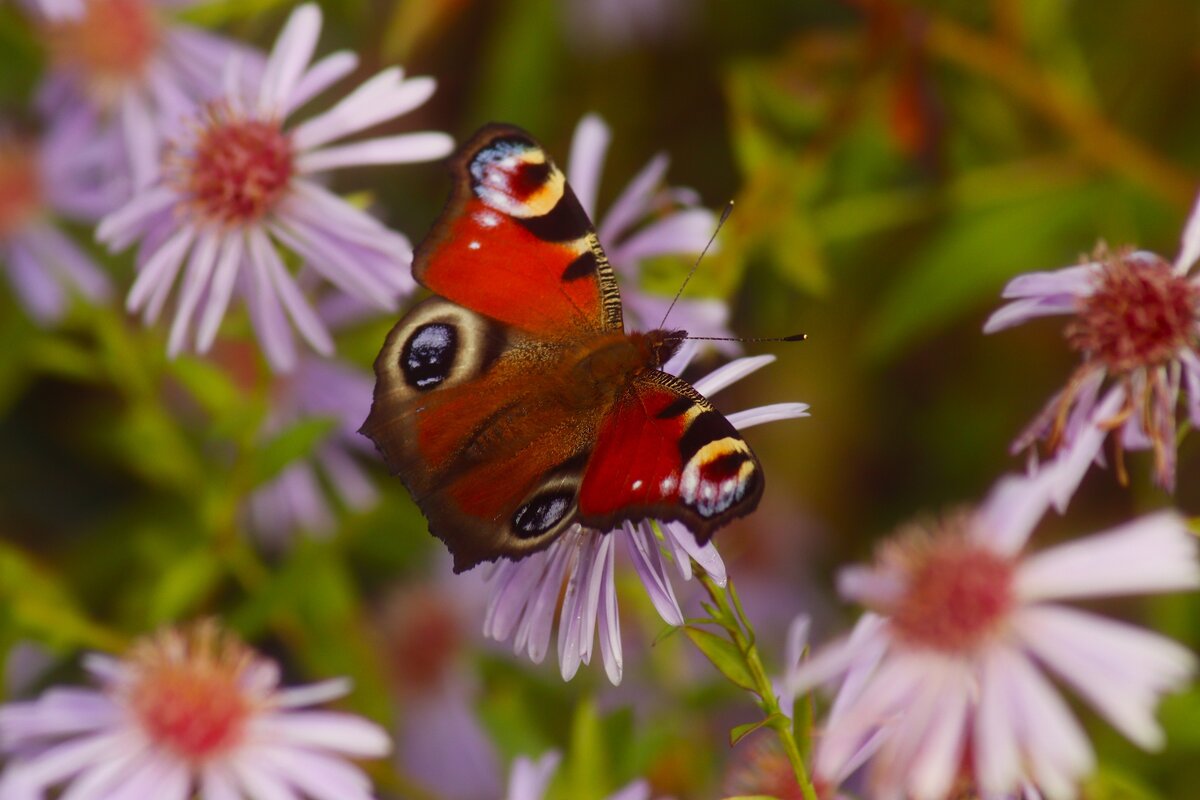 Доброе утро - Юрий. Шмаков