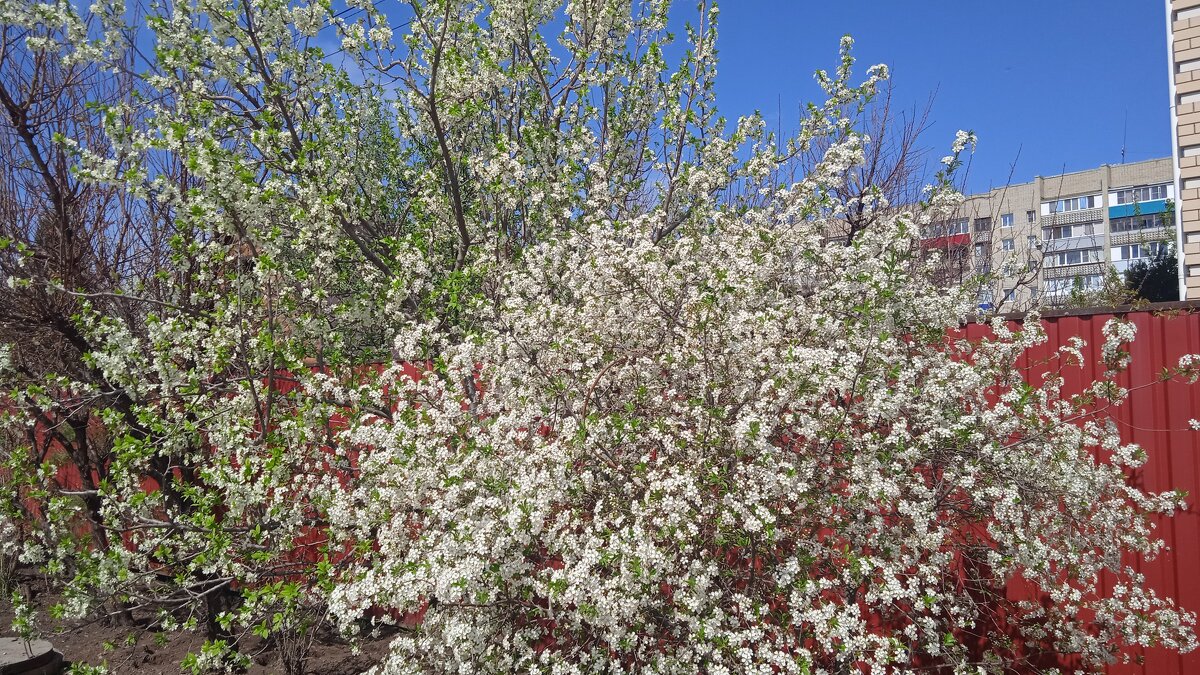 уже снова хочется апрельских красок - Елена Шаламова