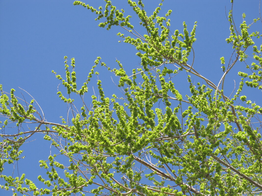 уже снова хочется апрельских красок - Елена Шаламова