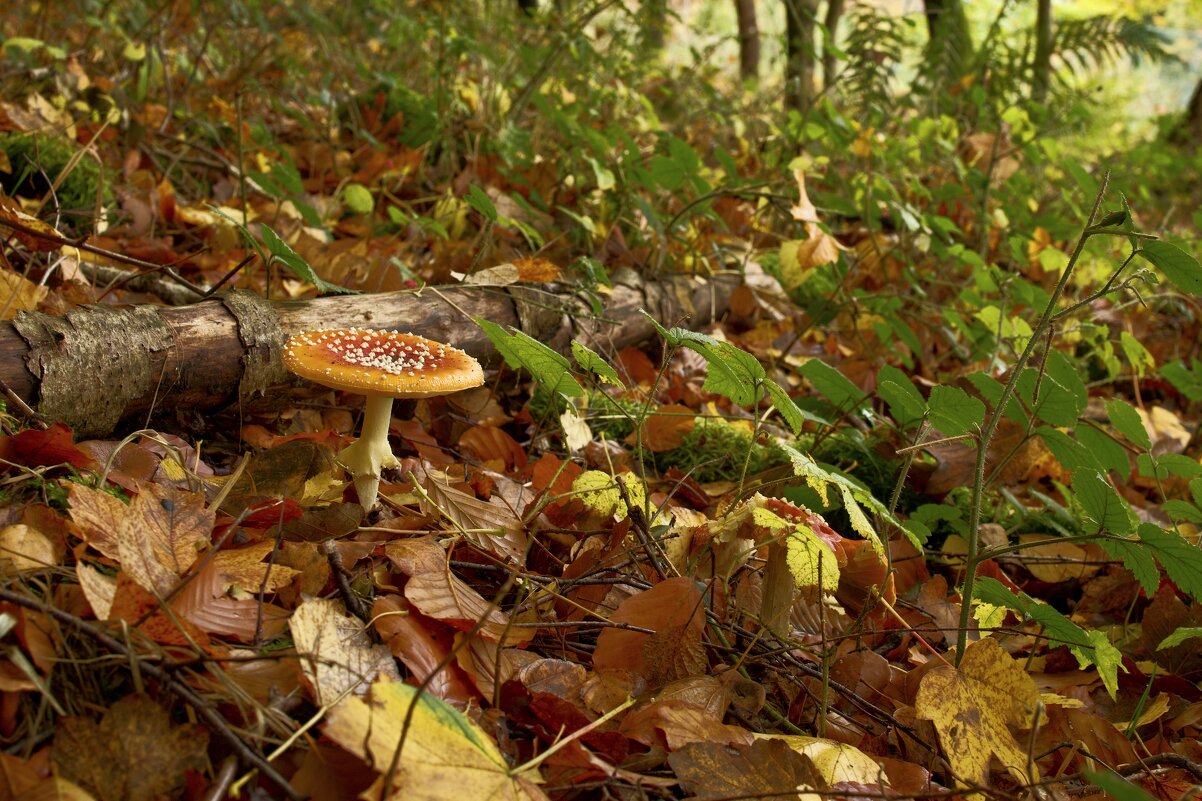 Эти - просто украшение леса. - Lucy Schneider 