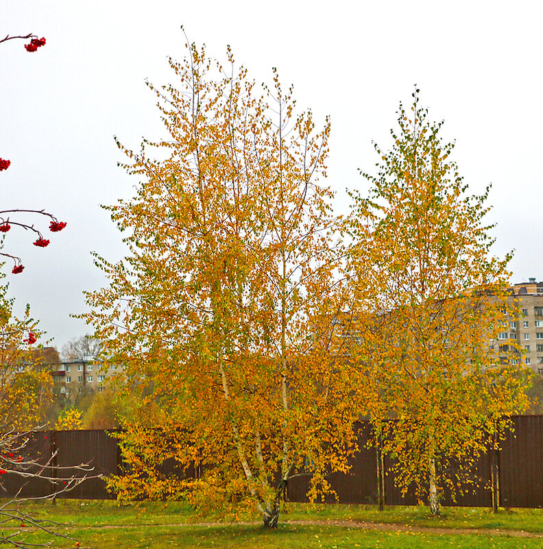 Золотая осень продолжается... - Светлана Золотая осень продолжается... - Светлана