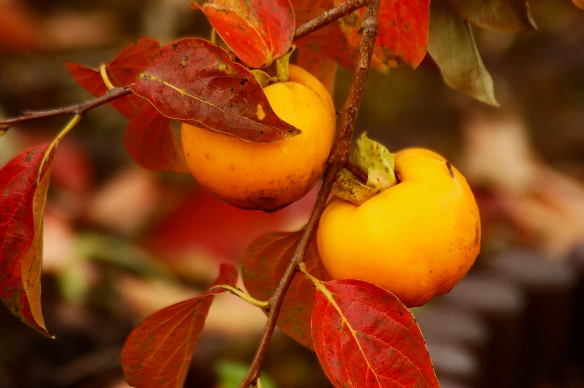 Спеет хурма - Юрий. Шмаков