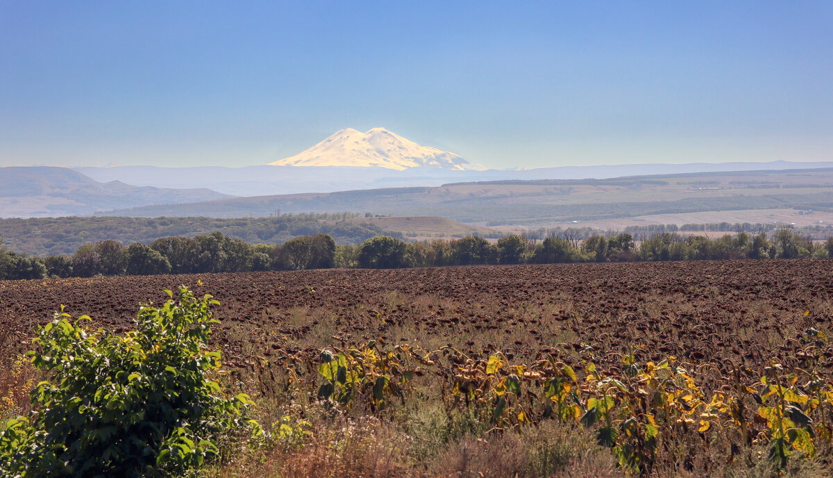 Подсолнухи - skijumper Иванов