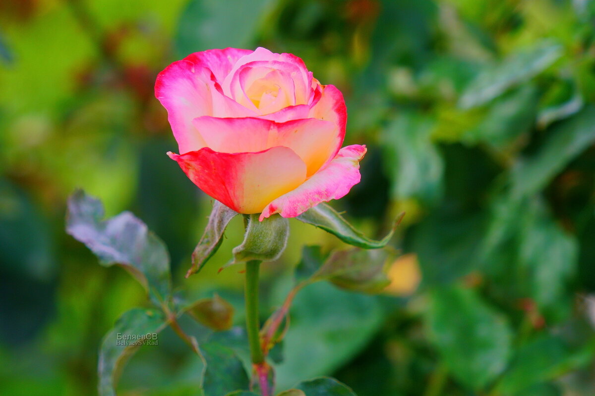 Роза в парке Старочеркасской - Сергей Беляев