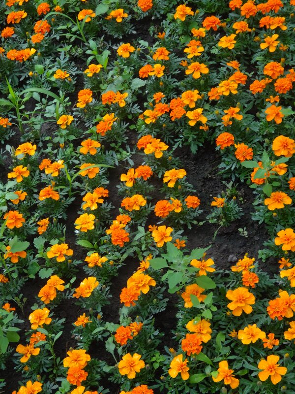 БАРХОТКИ - СЕРГЕЙ ФИЛОЧКИН