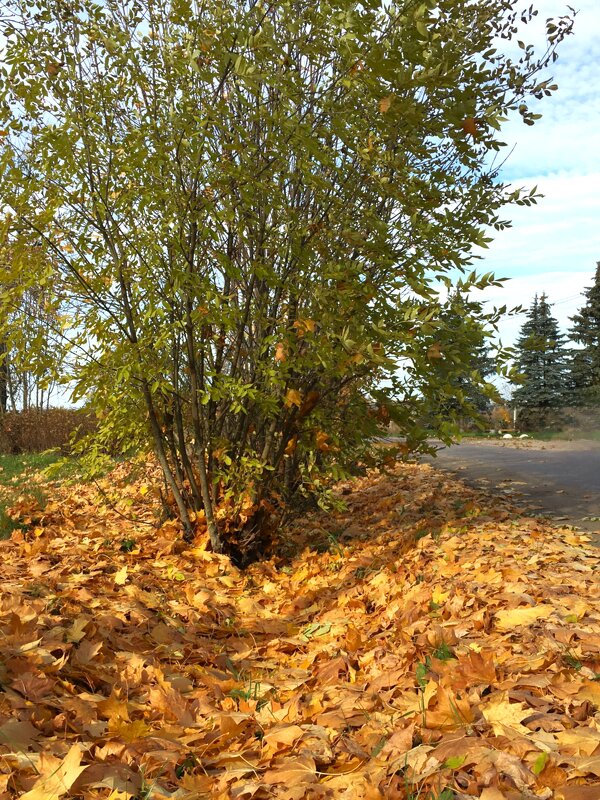 В золоте листвы... - Olga Oskolkova