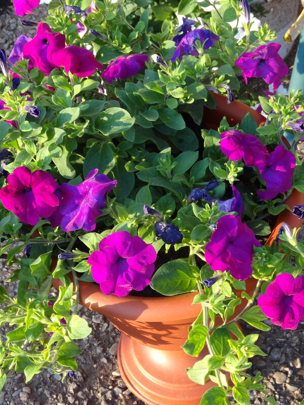 ПЕТУНИИ - СЕРГЕЙ ФИЛОЧКИН