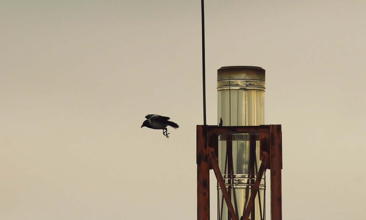 и мне сегодня бог послал кусок вороны) - Елена Минина