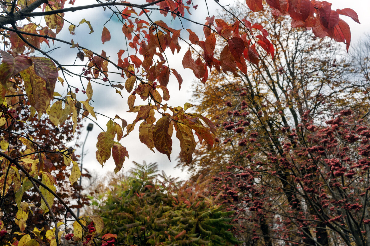 Вот это цвет - sorovey Sol