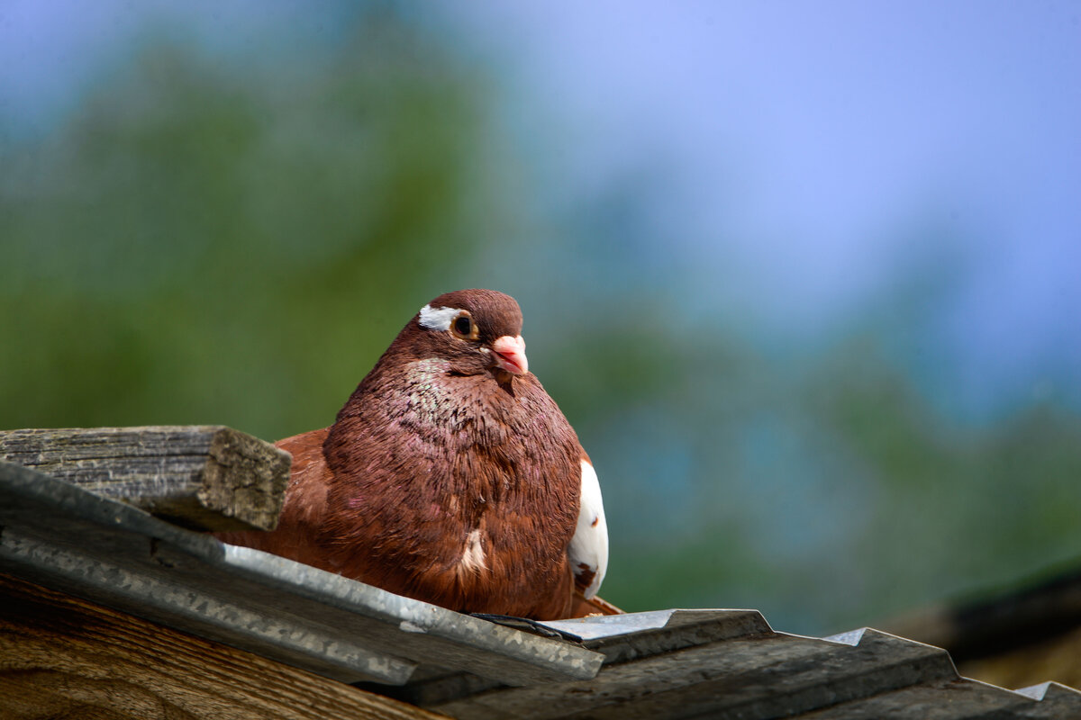 Курские голуби - Евгений Курские голуби - Евгений
