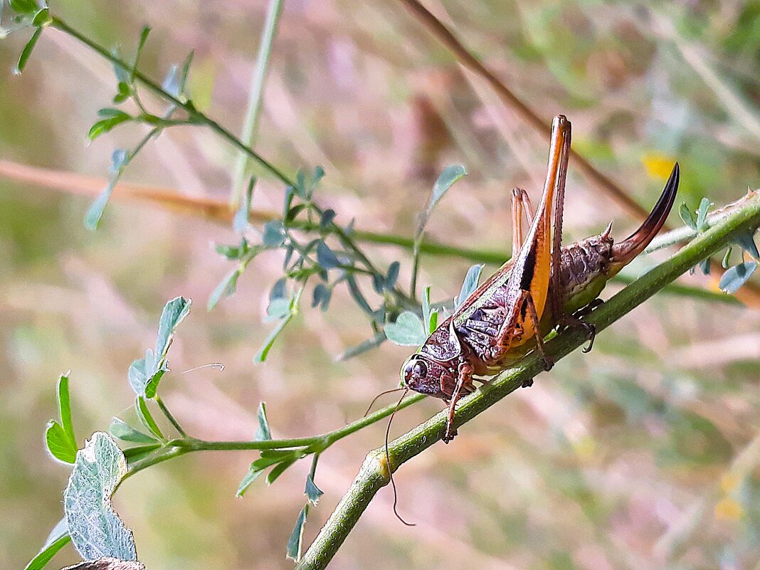 Час от часу жар сильней.Тень ушла - Hope 
